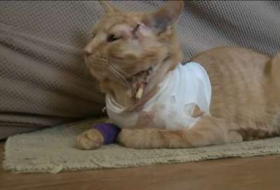 Hero cat takes bullet to save life of three-year-old boy